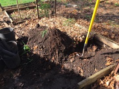 Oak Seedbed